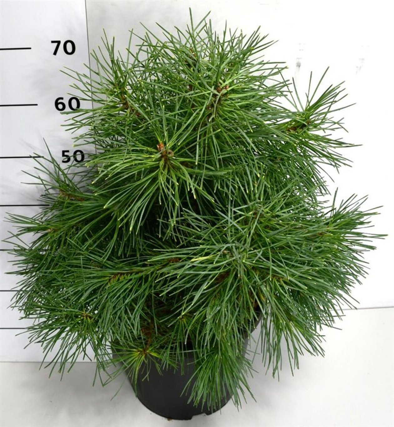 Pinus sylv. 'Aurea' - C12 50-60 CM
